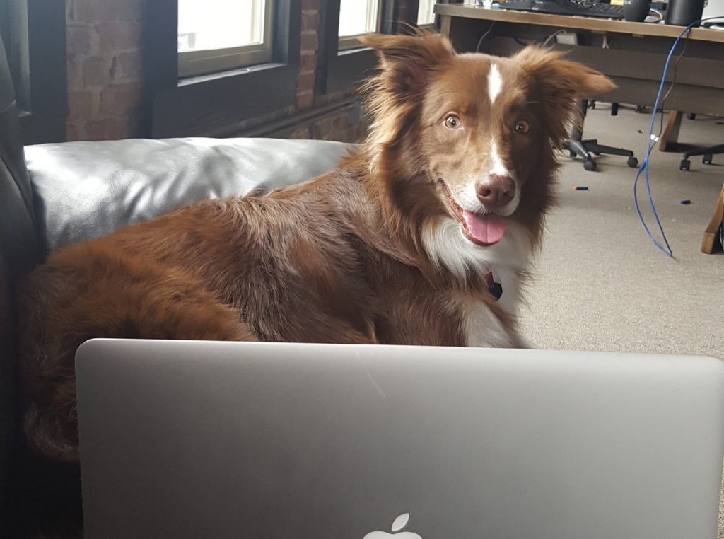 karenfletcher_conway_charlie – Karen Fletcher Happy dog sitting on couch pretending to work on computer - Metova Conway office